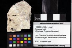 Foto (Objket + Etiketten) von Decapoda indet. 